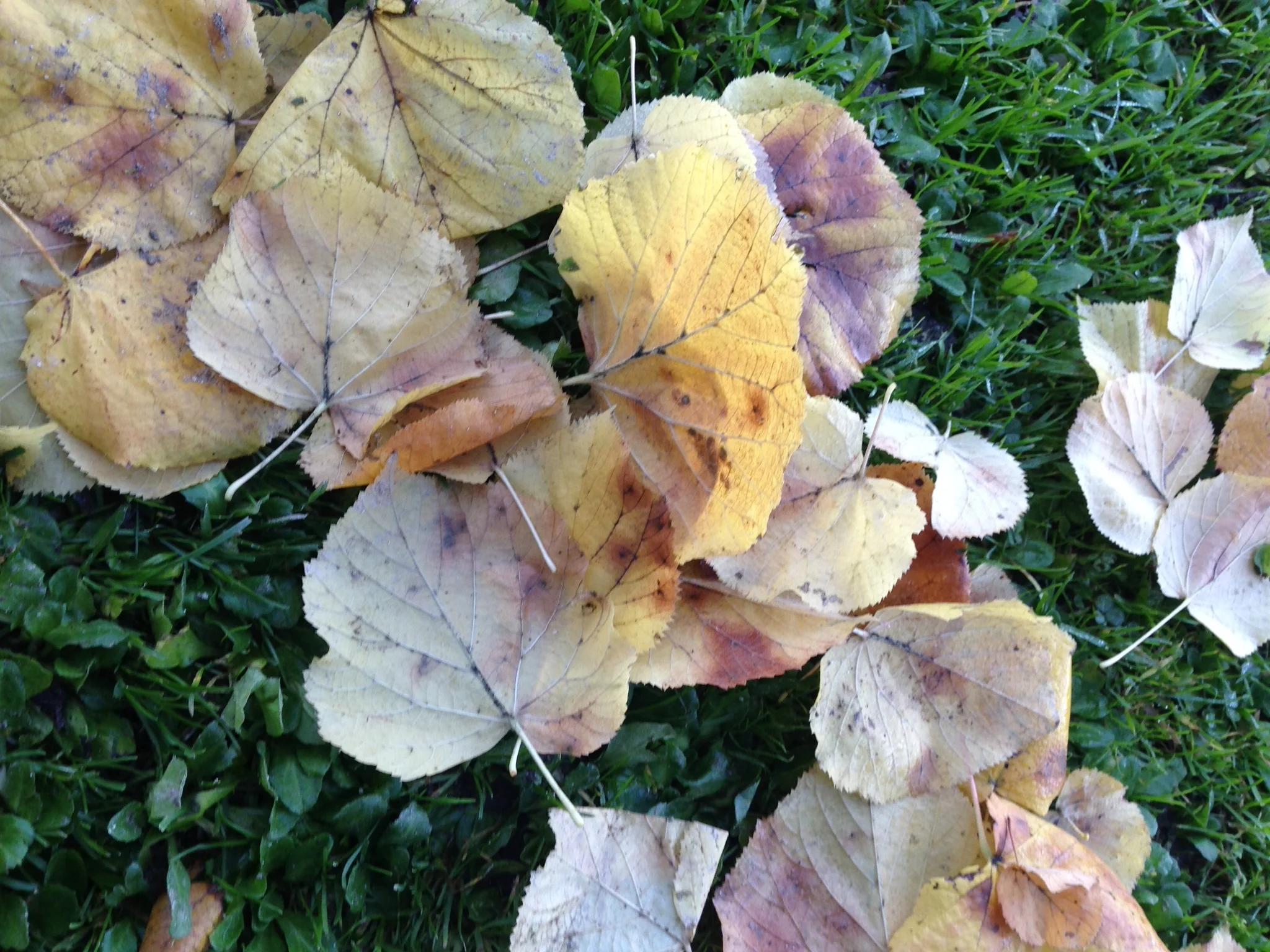 Inspiration - Nature and the Colours of Fall