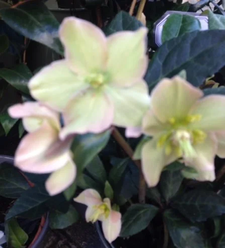 Inspiration - Spring Plants