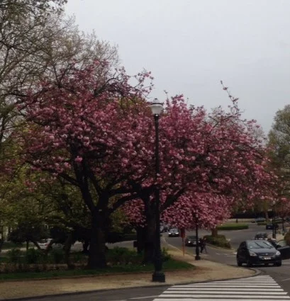 Cherry Blossoms