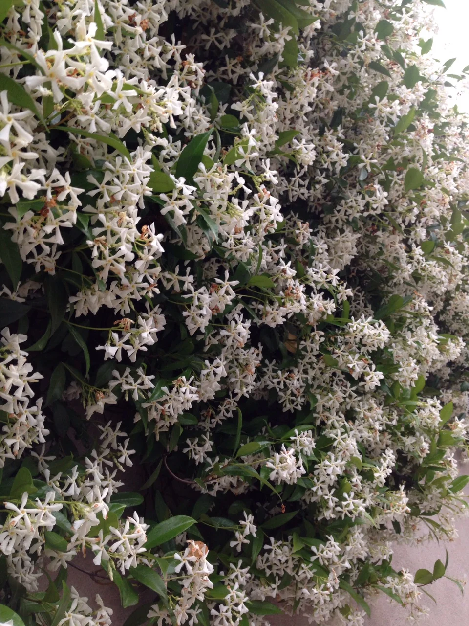 The Scent of Jasmine