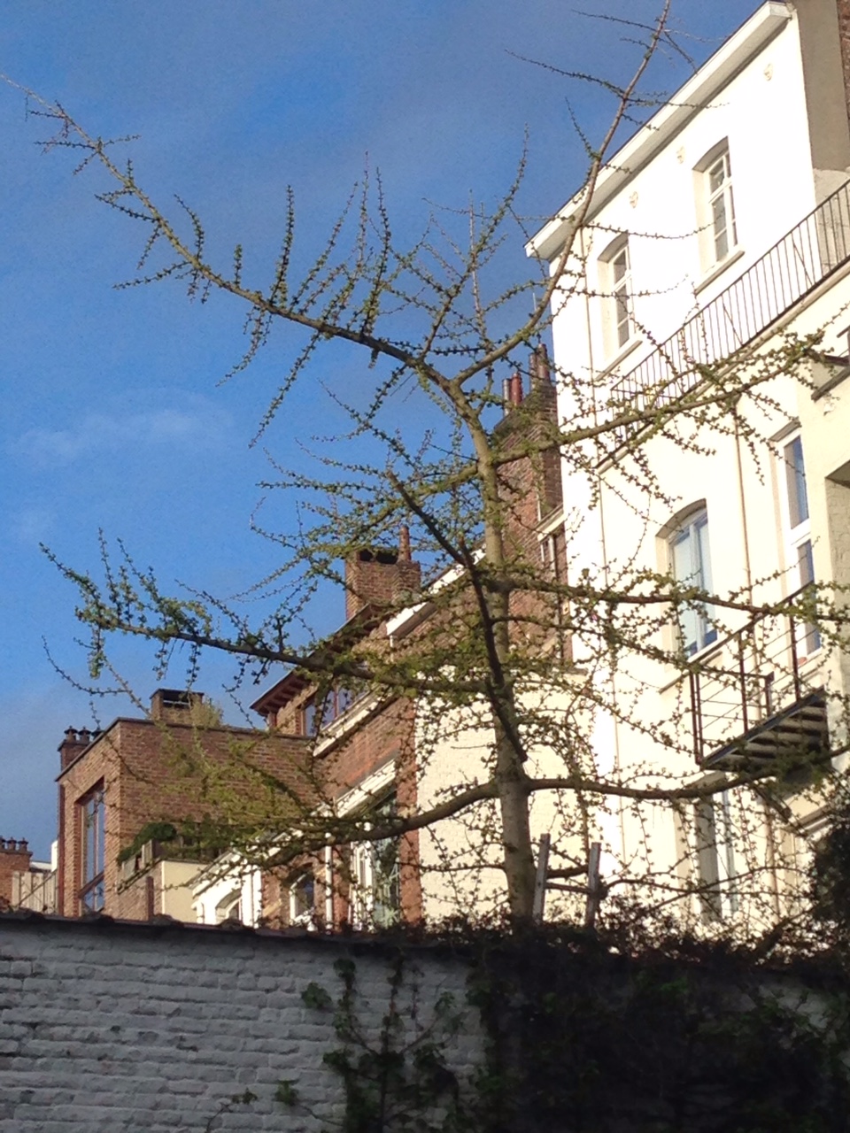 2016-04.f Backyard Tree.JPG