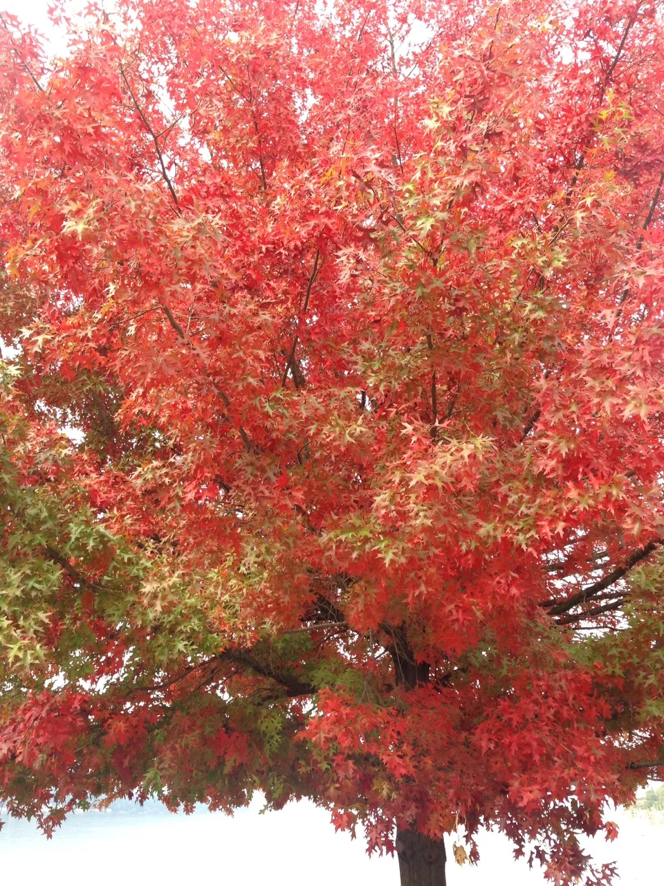 The November Square is ready