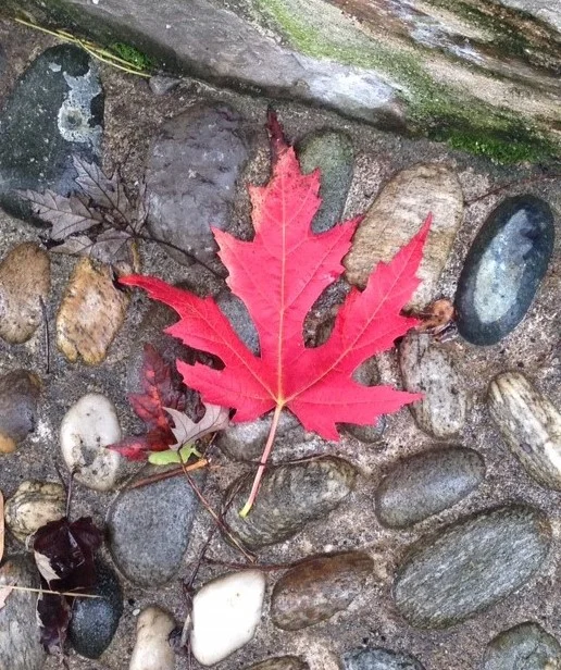 fall leave Ispra.JPG