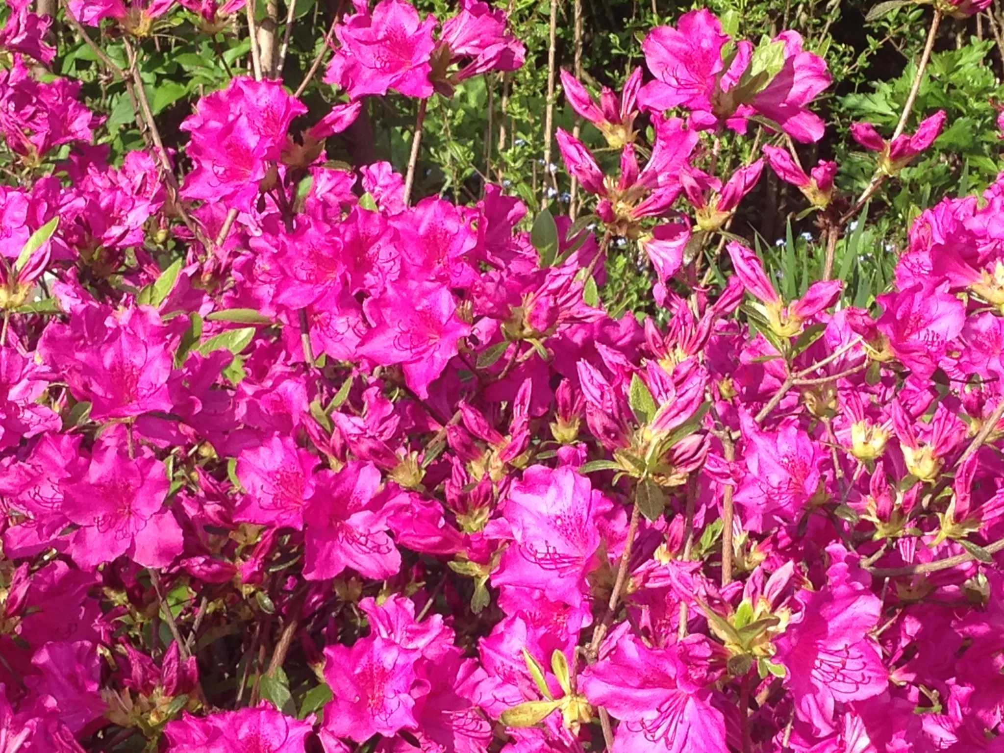 Splash of Colour in Manhattan