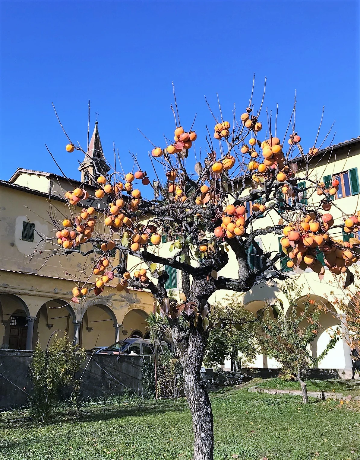 17-11 fruit tree 4.jpg