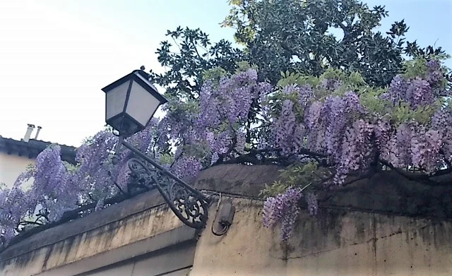 The Wisteria