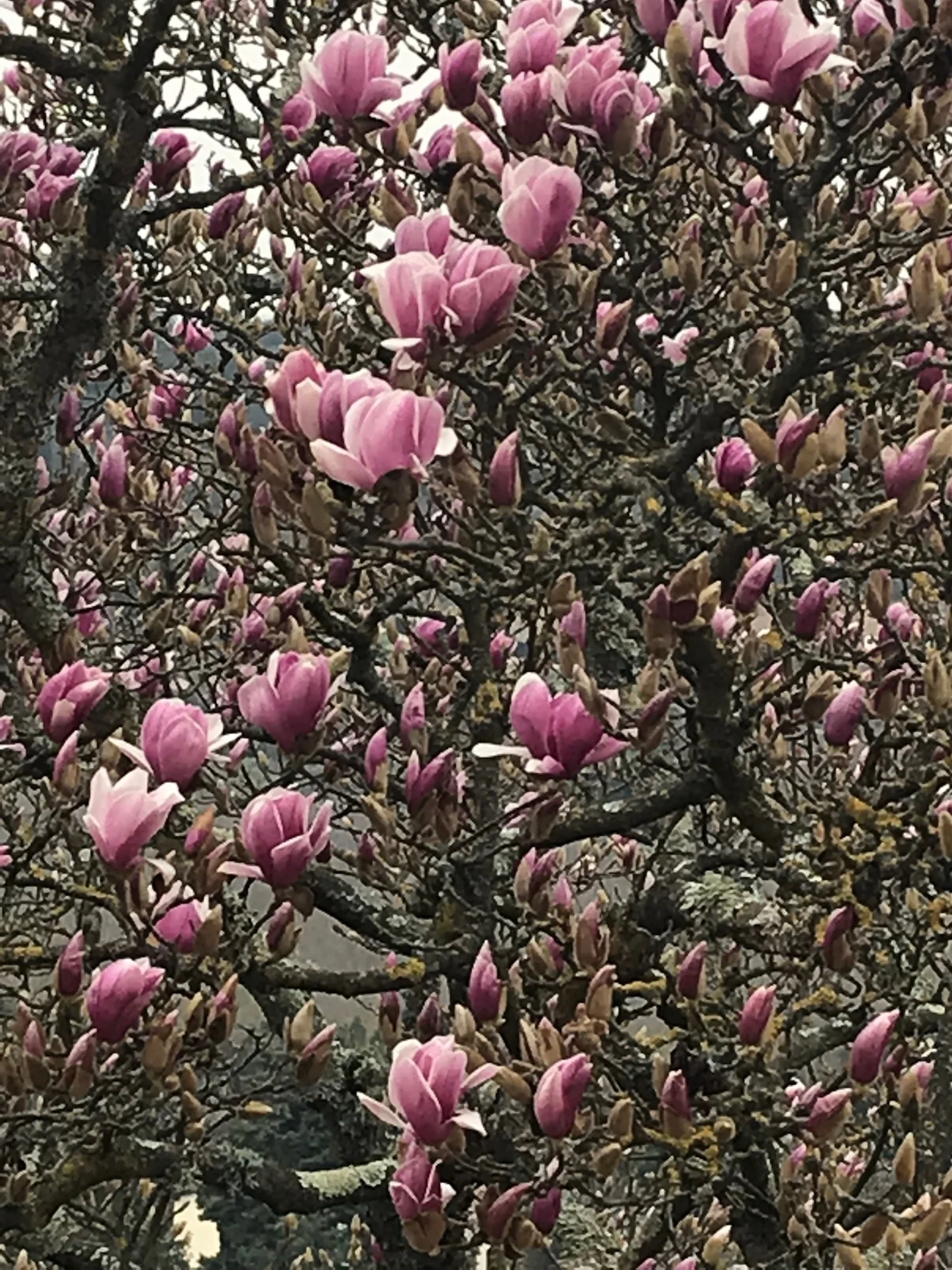 2019 Spring 03.jpg