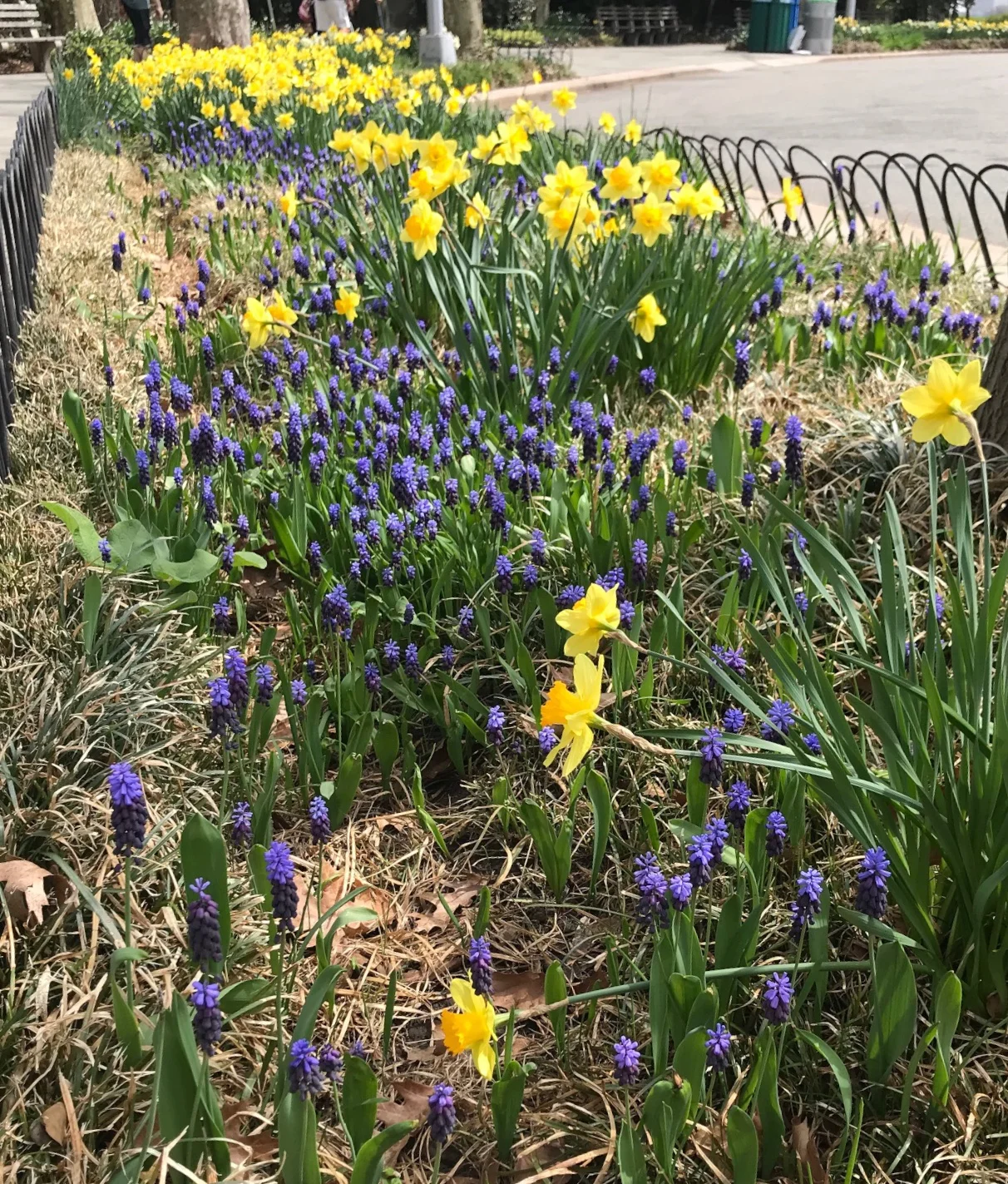 Yellow of Easter