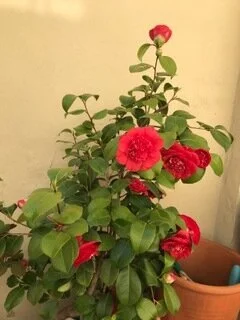 Flowers everywhere - at home!