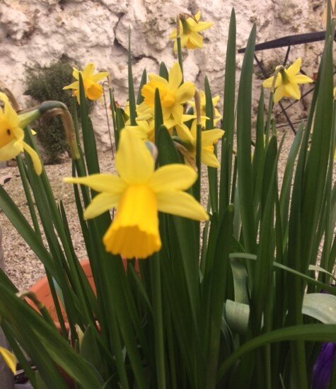 03-16 daffodils in garden.JPG