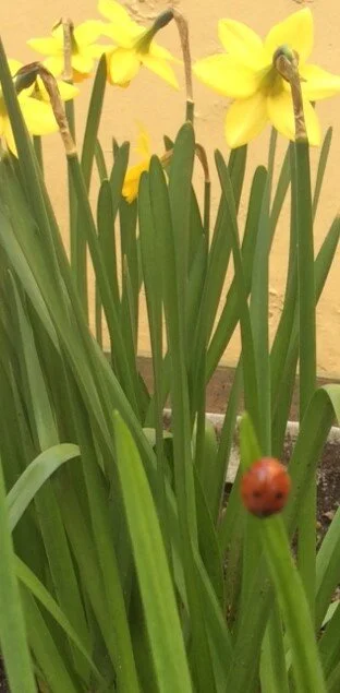 03-16 daffodils in garden og mariehoene.JPG