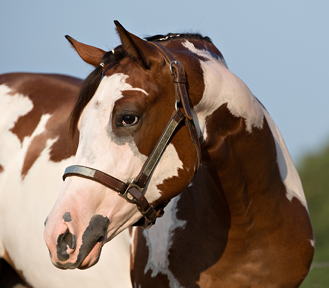 Lopin Sweet Sensation_ RodCavinder_Josie Williams_Farnam BT Yearling _ HEAD.jpg