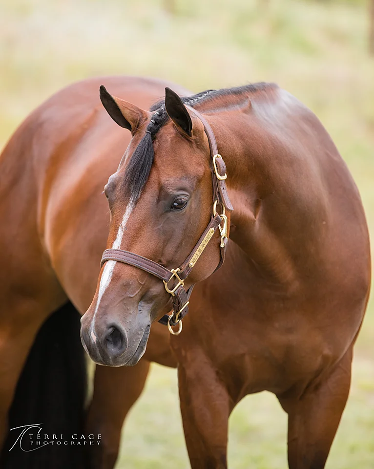  equine headshot, quarter horse, horse portrait 