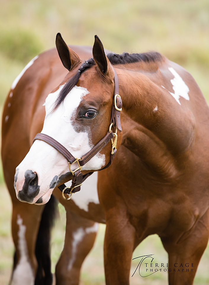  paint horse, apha, overo 