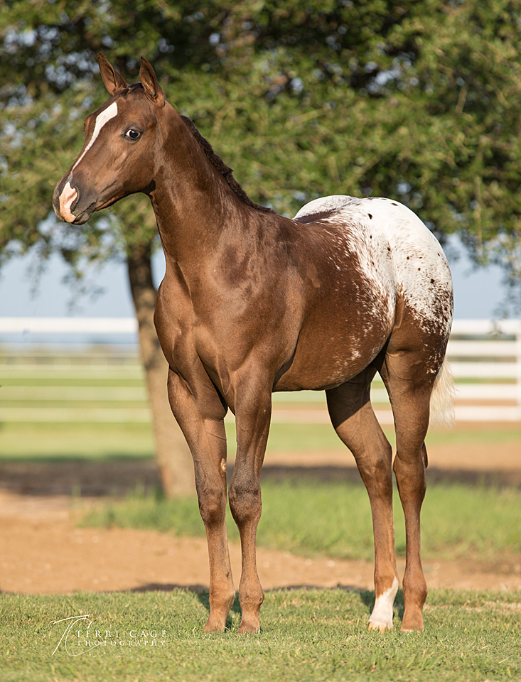 Halter Yearling 