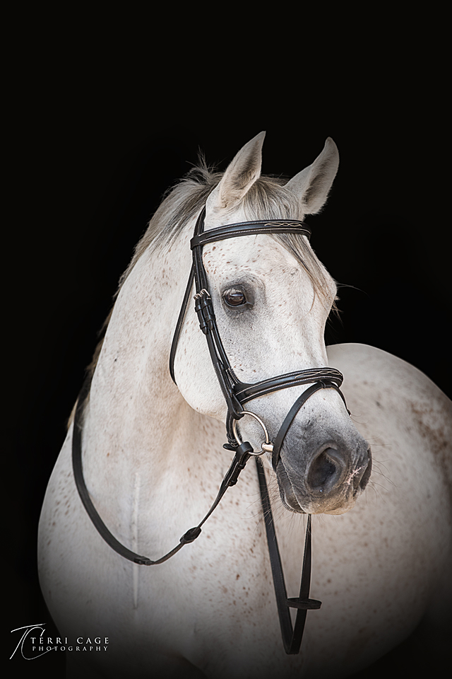 Grey Horse Headshot 