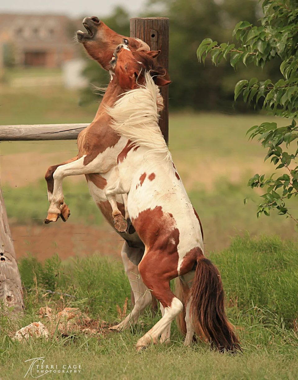 Storm and Trooper being "wild stallions"
