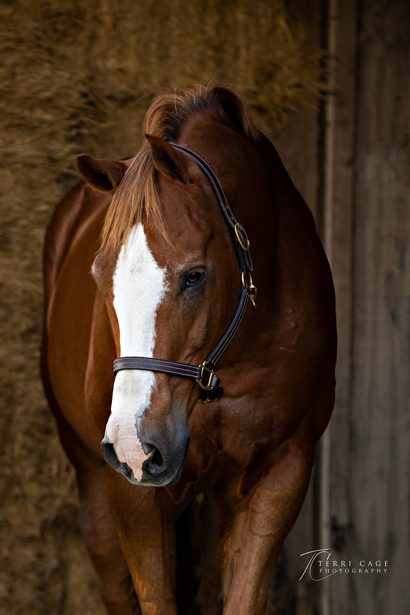 websizeeTCP-5268crop.jpg