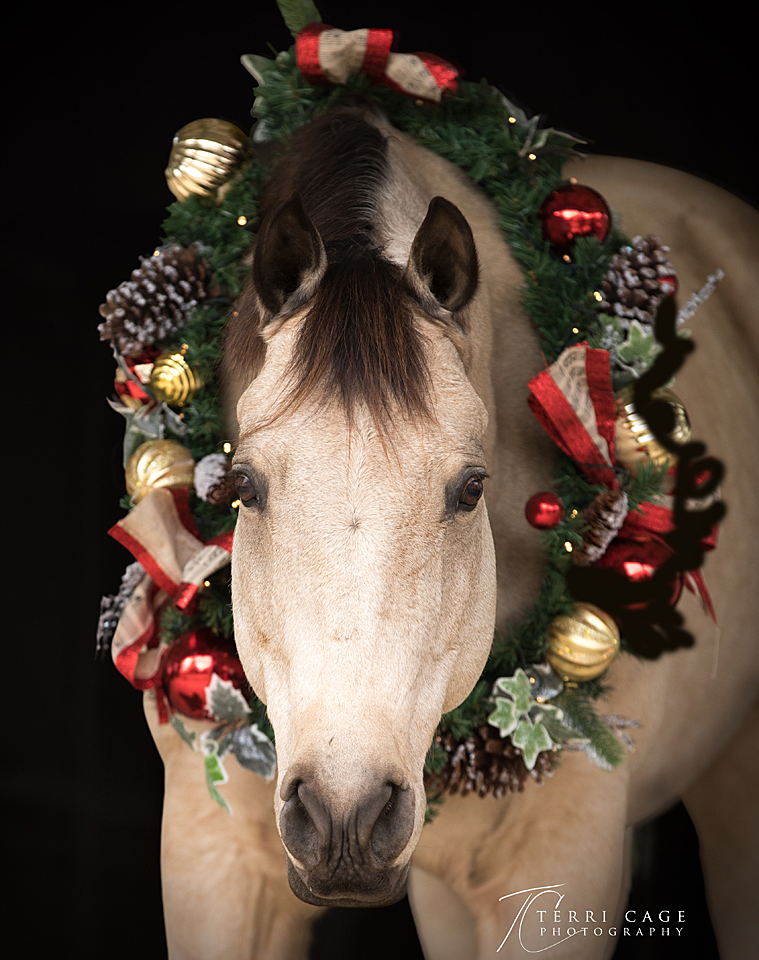 WEBSIZEeTCP-6717horseonly.jpg