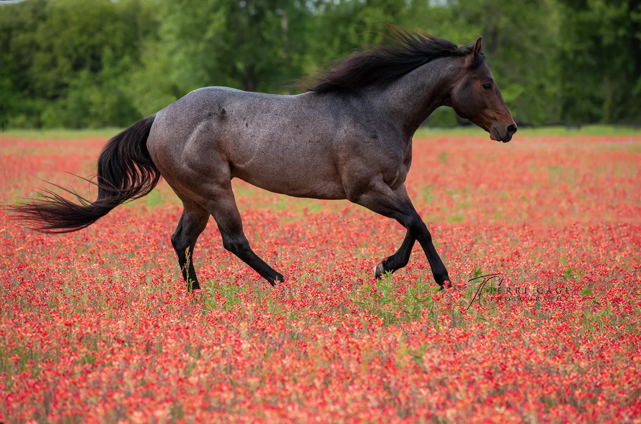 Native Indian Paintbrushes 