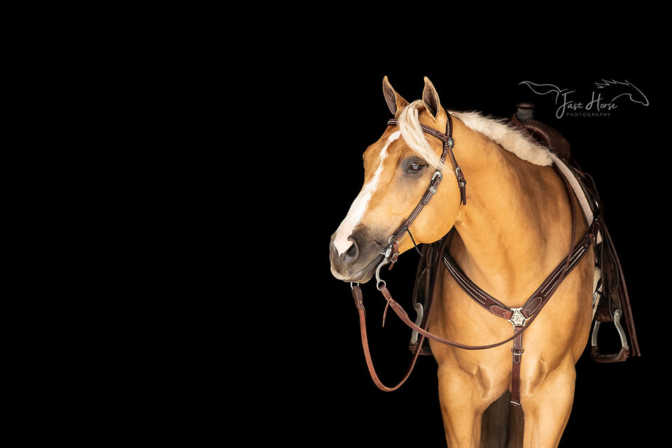 learn black background equine