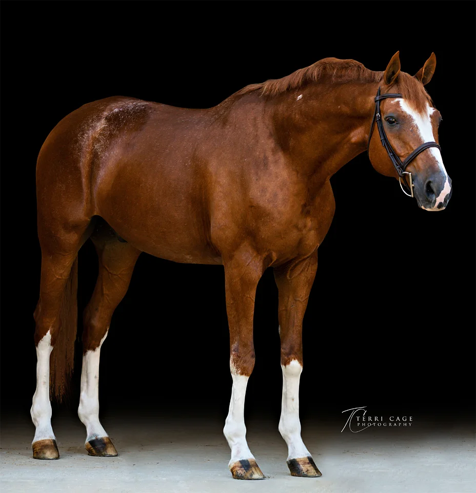 Fine Art Equine Photography