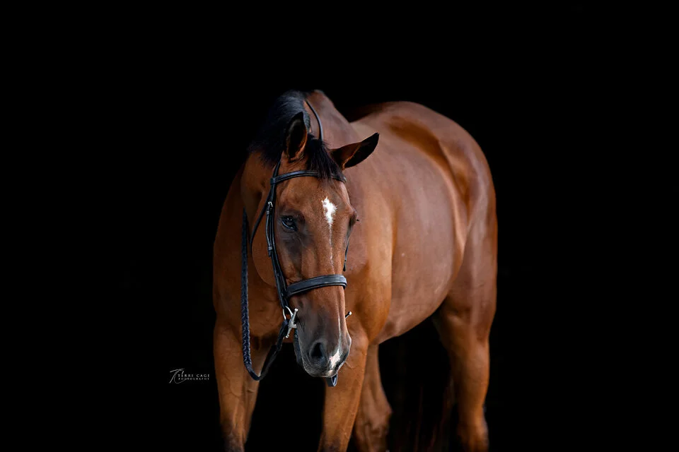 texas equine black background session