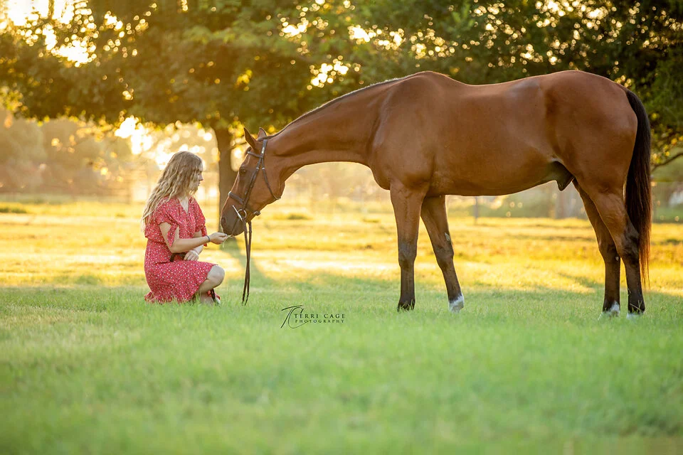 Beautiful horse picture