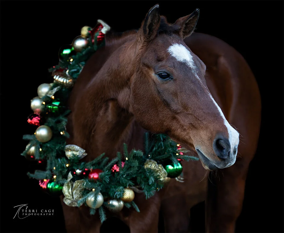 horse Christmas