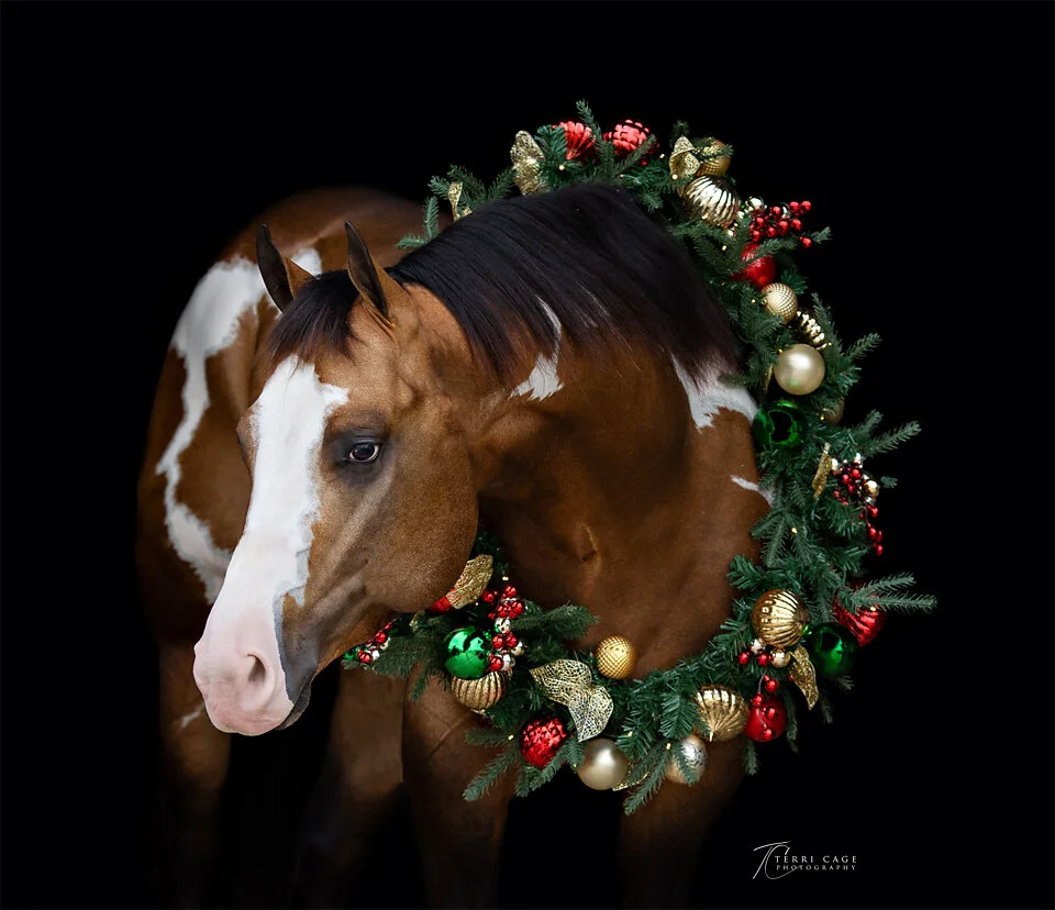 Aubrey equine photographer