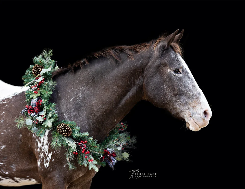 Argyle horse photographer
