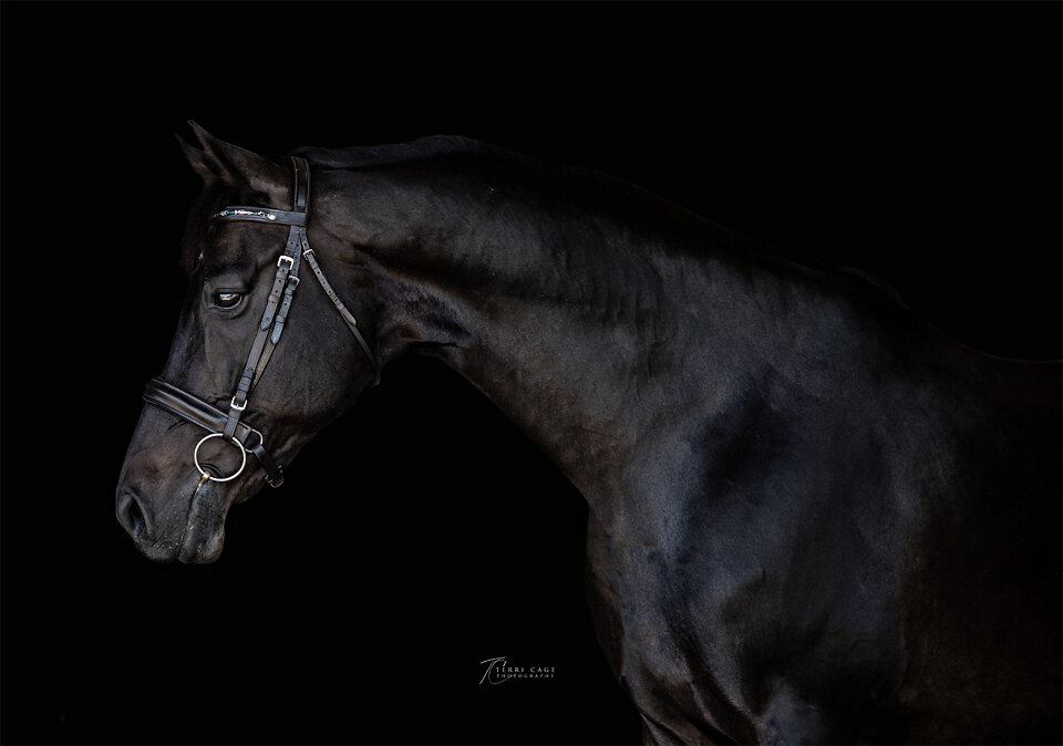 Horse couture Prosper Texas Equine Photographer