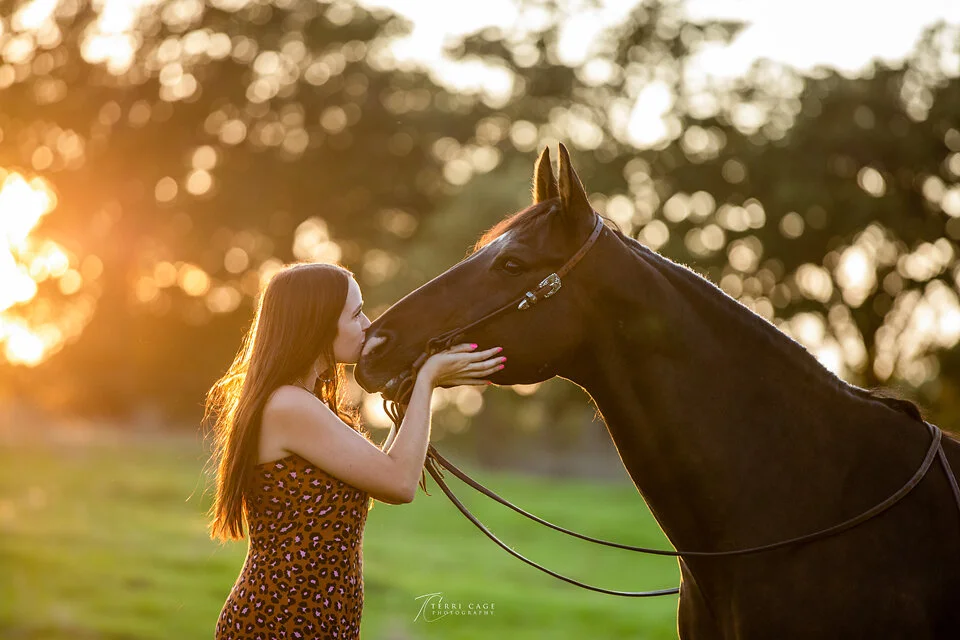 Golden horse Senior