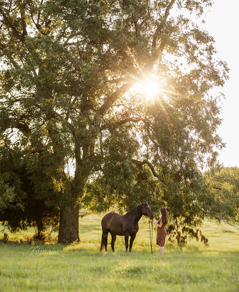 beautiful equestrian photo