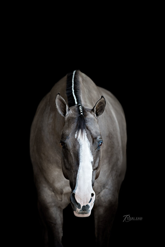 Grulla Horse