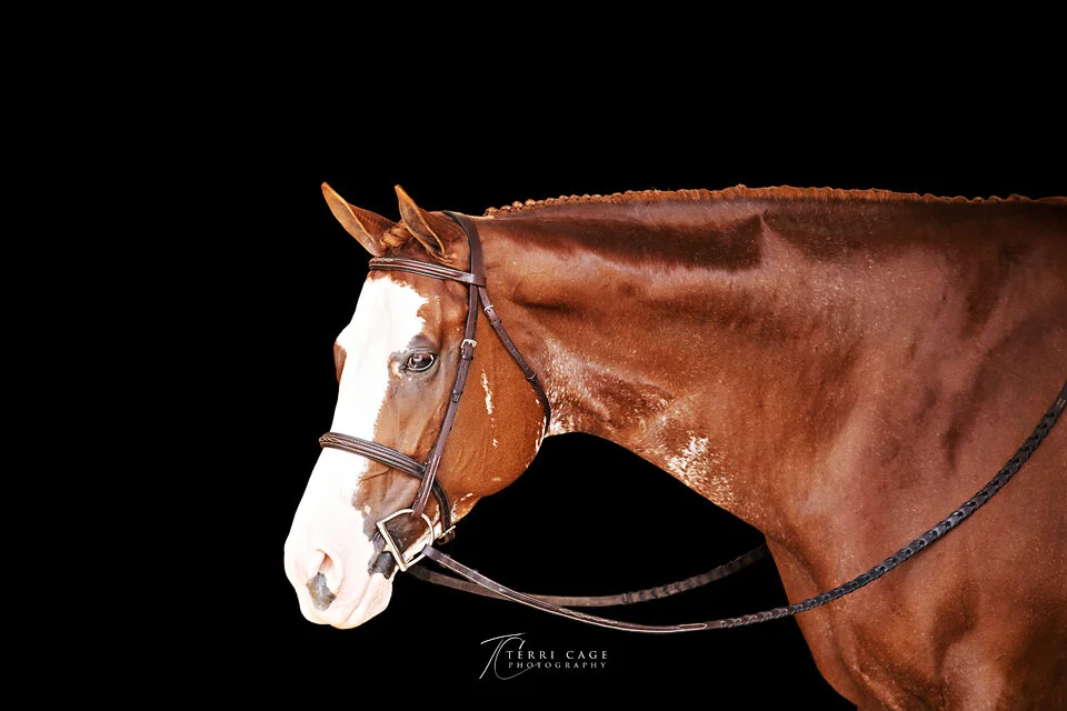 Horse Black Background Fine Art Portrait