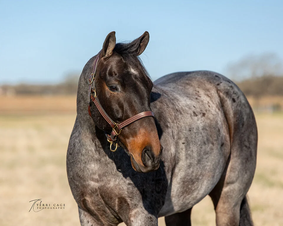 Blue Roan Headshot