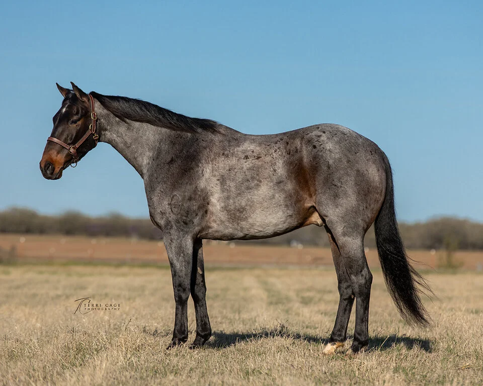 Sale Horse photos