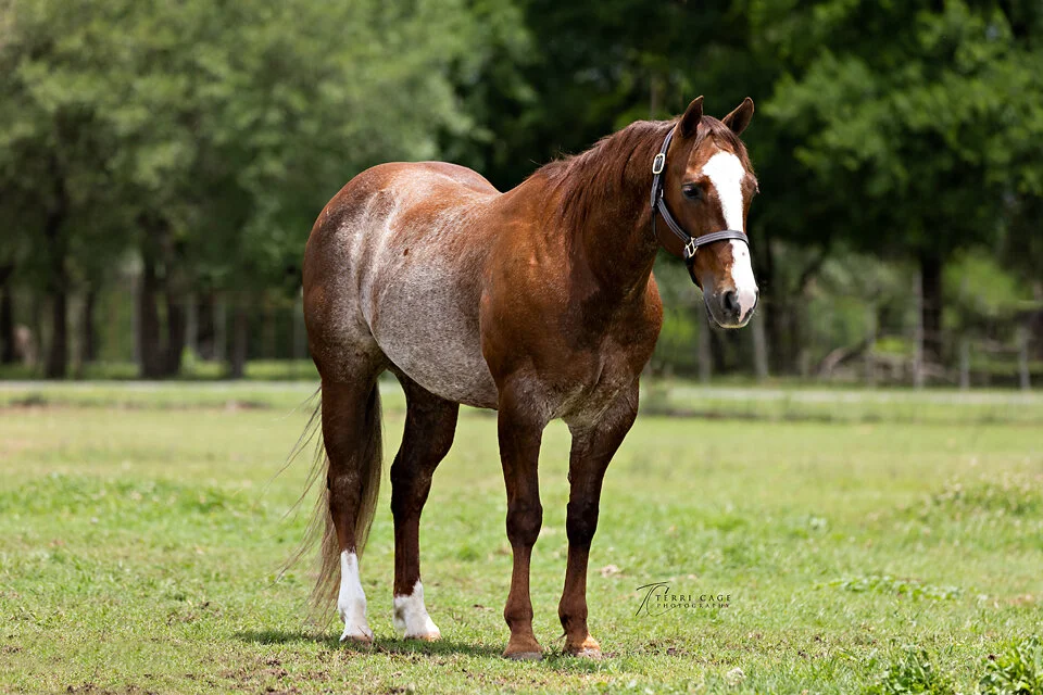 Conformation 3/4 angle photo