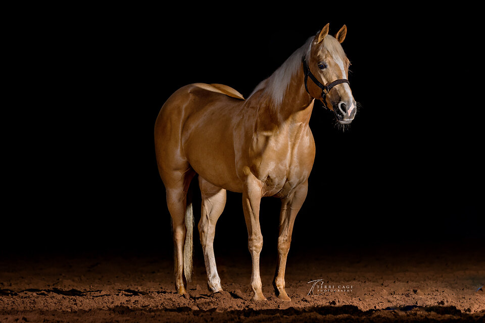 Palomino Profile 