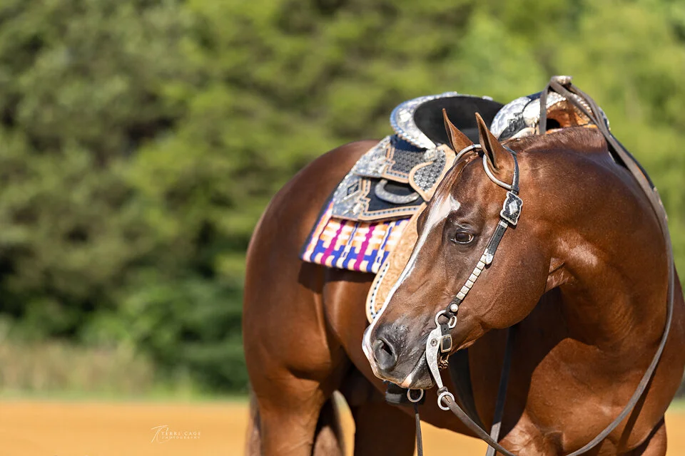 Quarter Horse Stallion