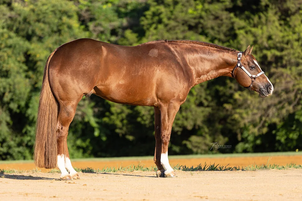 Stallion Ads and Flyers