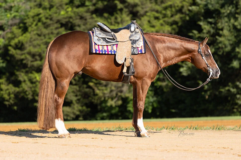 Stallion Photo Shoot