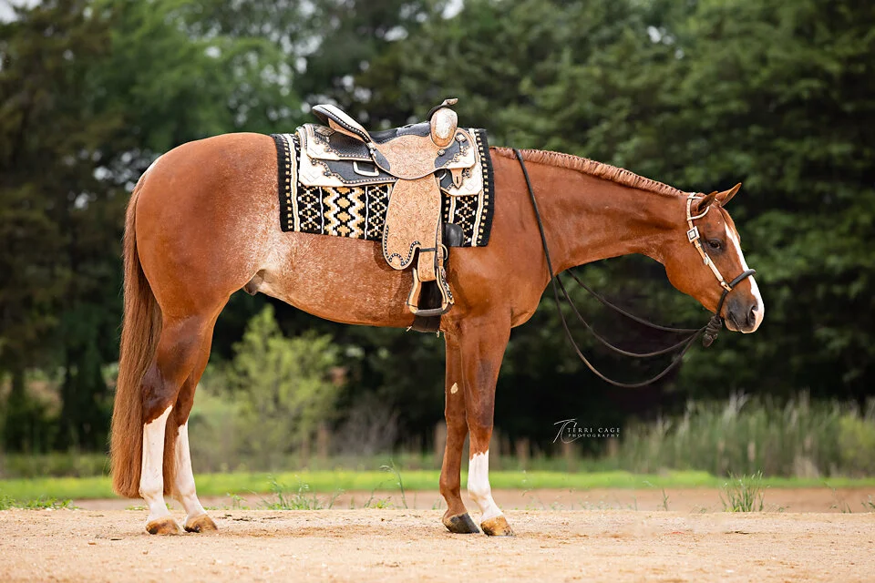 Texas Equine Photographer