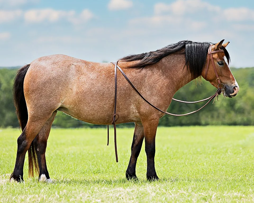 Pony - hind right leeg is extended a little too much