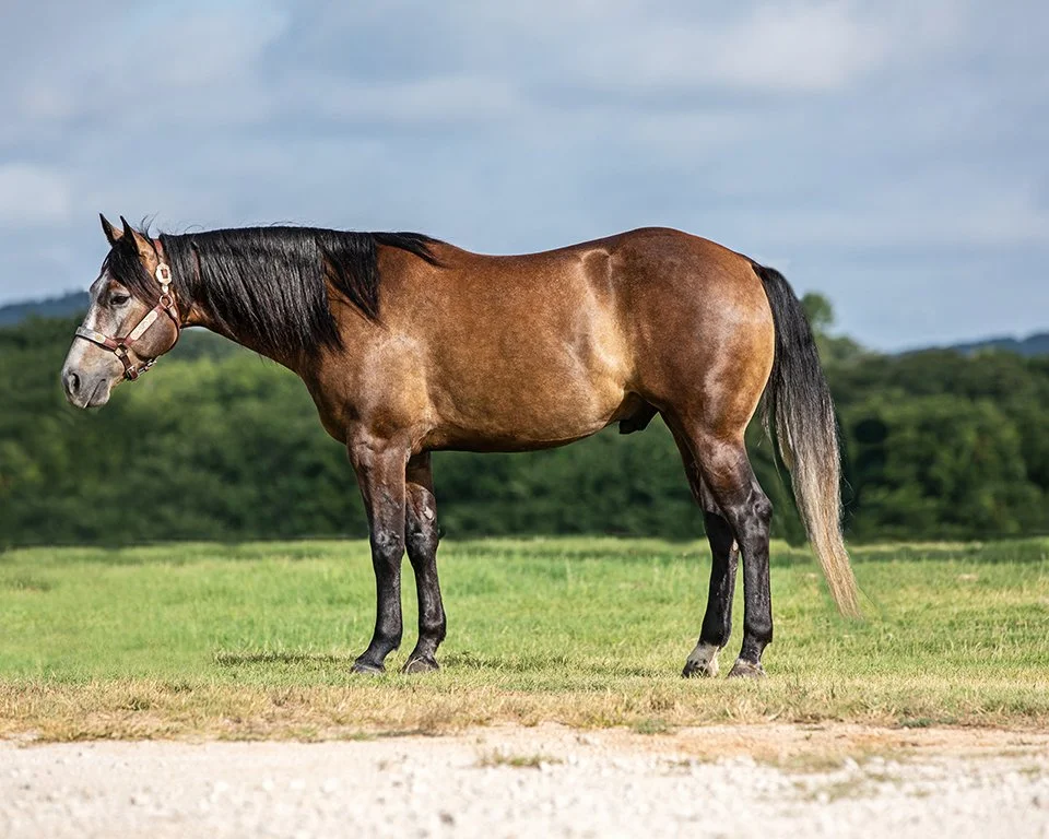Quarter Horse - I angle a little behind the shoulder to make hip look larger
