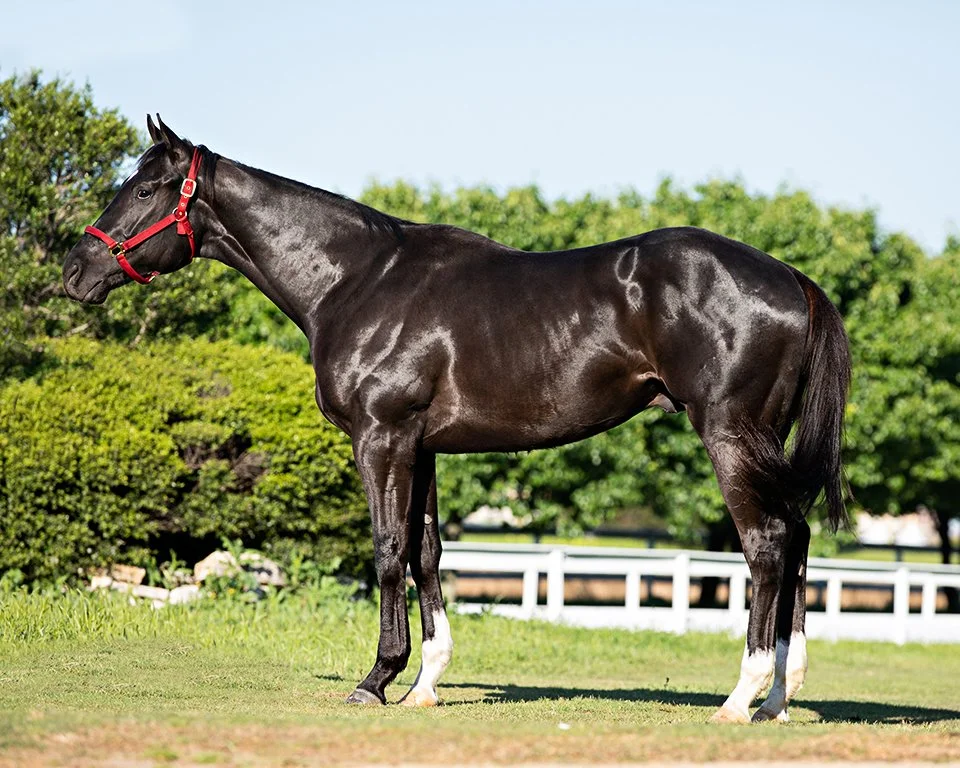 Thoroughbred- not a fan of the red halter