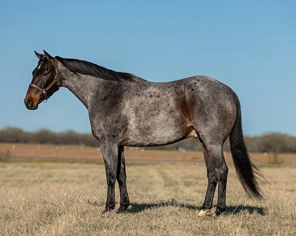 Quarter Horse- Roping, like the head higher