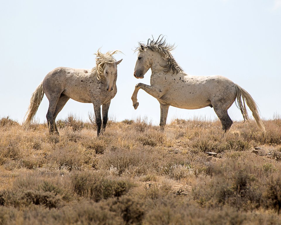 Wild Horses - Stallions