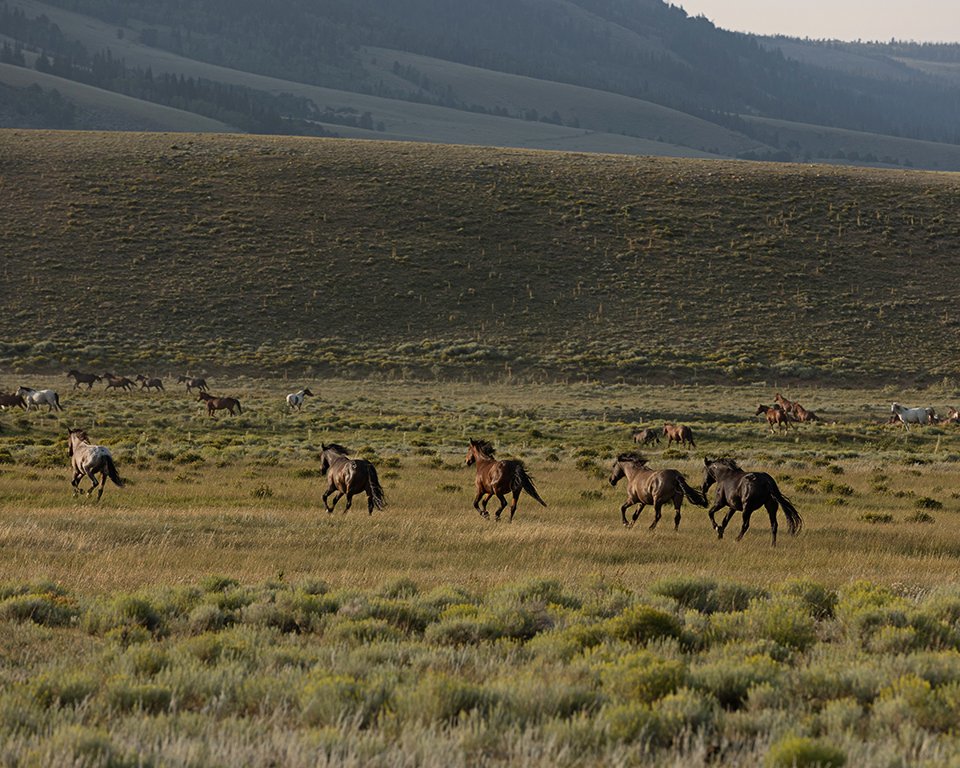 Wild Horses Running